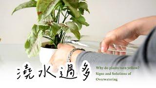 新手必看！植物為何黃葉？澆水過多的跡象與解決方法Why do plants turn yellow? Signs and Solutions of Overwatering #室內植物