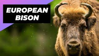 European Bison  Largest Land Animal in Europe!