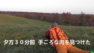 エゾシカハンティングガイド　日の入り３０分前  良い肉見つけた！