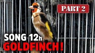 GOLDFINCH 12h Training Song - Amazing Bird (Part 2) - goldfinch singing training