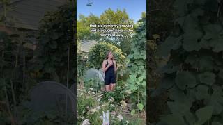 My Backyard Homestead In July #backyardhomestead #growyourownfood #homegrown #backyardgoals