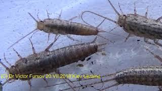 Опасна ли Чудо Чешуйница в Доме на Окне? Знаете? Lepisma saccharina - who is it?