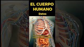 Datos increíbles y curiosidades del CUERPO HUMANO