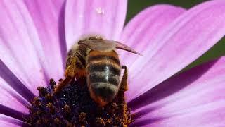 It's Spring Time and bees are flying in the flowers (by Angelo Casto)