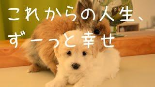 これからの人生ずーっと幸せ◆生声アファメーション◆永遠に続く幸せを臨場感として感じてください。引き寄せの法則が発動します。