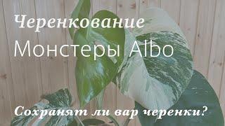 №99. Монстера борзига Альба. Черенкую вариегатную монстеру, показываю результат.  (Monstera Albo)