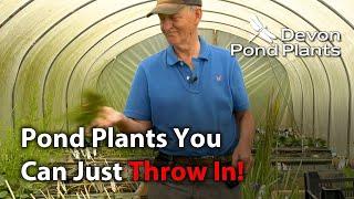 Pond Plants You Can Just Throw Into Your Pond!