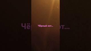 Чёрный кот...