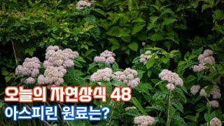 조밥을 닮은 나무는?