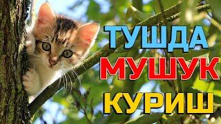 Туш табири - Тушда Мушук куриш