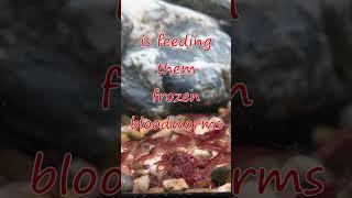 Feeding Red Cherry Shrimp Frozen Bloodworms!