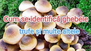 Ciuperci - Ghebele/ Cum sa le identificați? diferențe / Trufe și alte specii de toamnă