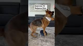 How’s your dog’s balance game? Try this…