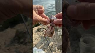 Fishing big fish!