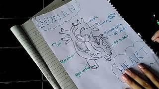 Human heart study by Mahi