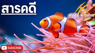 สารคดี ชีวิตสัตว์มหัศจรรย์ ตอน มหัศจรรย์แห่งท้องทะเล ของหมู่เกาะฟิลิปปินส์ | สารคดี สารคดีพากย์ไทย