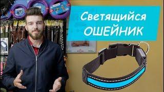 Светящийся ошейник для собаки