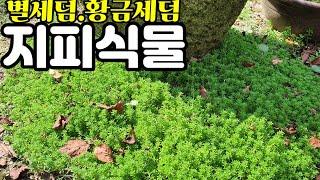 별세덤.황금세덤 지피식물.풀없는 세상 만들자 Let's make a world without stars, gold, ground cover, grass