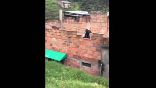 Dog jumping and barking