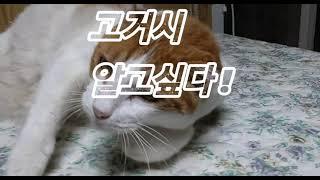 빠이의 슬기로운 감빵생활~~ #미미의행복한보호소 #유기견유기묘보호소 #유기견보호소후원봉사