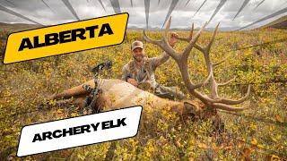 Giant Archery Bull Elk - The Largest Bull We've Ever Killed in Alberta