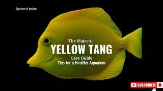 Yellow Tang Care Guide: Tips for a Healthy Aquarium