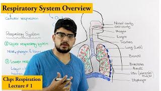 Respiratory system introduction and Overview