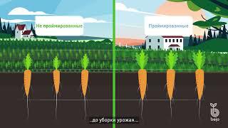 Прайминг и инновационная формула B-Mox® (Би-Мокс®) для семян от компании Bejo Zaden B.V.