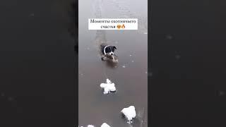 Собака вытаскивает из ледяной воды подбитую крякву. Хозяин поощряет своего верного друга #якутия