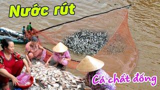 Nước sông Tiền rút đột ngột ghe ủi đón cá Linh - Cá chất đống giá rẻ mùa cá đi