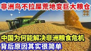 非洲万年荒地变巨大粮仓！中国为何能解决非洲粮食危机？背后原因很简单！#沙漠 #粮食 #非洲