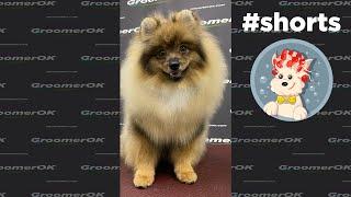 Pomeranian Dog