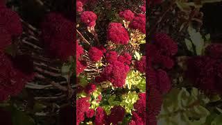Sedum “autumn joy”