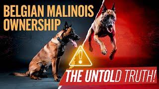 The Untold Truths of Belgian Malinois Ownership!