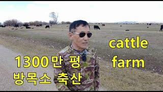 방목소 농장에서 들려주는 미국 소고기 진실 cattle farm, WY.