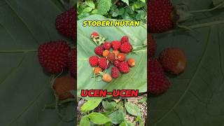 Nemu Buah STROBERI HUTAN / Ucen-  Ucen. #bolang #petualangan #buah #fruit #survival