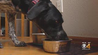 FDA Warns About Grain Free Dog Food And Heart Problems