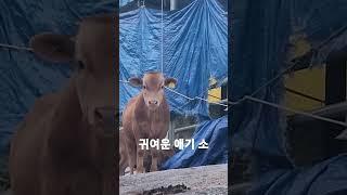 지리산 임장활동가다 만난 아기 소~~^^