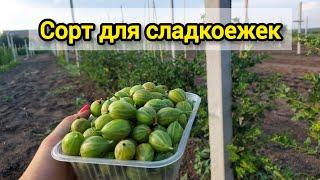 Крыжовник Орфей