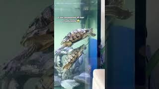 #Sharing is #caring, they say ‍️ #funnymoments #cutepets #studiopets #terrapins 