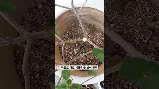 #개미와의전쟁 #밀가루 #붕산 #설탕 #물 효과있으려나? #여우하품 #여우하품안주인 #shorts