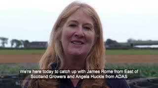 Brassica evaluation trials at AHDB’s Strategic Centre for Field Vegetables in Scotland – Year Two