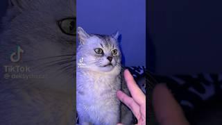 Deksy The Cat Play Rock Paper Scissors Shoot