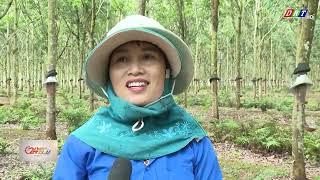 Giá cao su tăng| Truyền hình Đắk Lắk