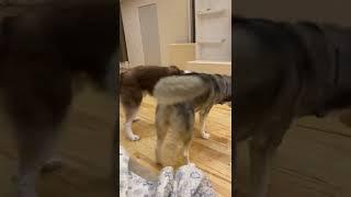 Huskies fight for a sock