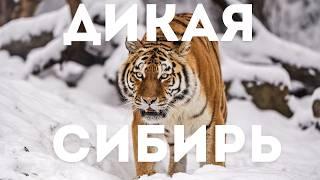 ️ ДИКАЯ СИБИРЬ: КАК ЖИВОТНЫЕ ВЫЖИВАЮТ В ЛЕДЯНОЙ ПУСТЫНЕ?! #ДикаяСибирь #ДокументальноеКино