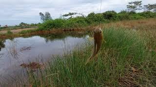 mancing betok babon