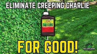 Get Rid of Creeping Charlie For Good! #diylawncare