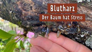 Kirschbaum blutet und trägt keine Früchte? Das hilft | MDR Garten