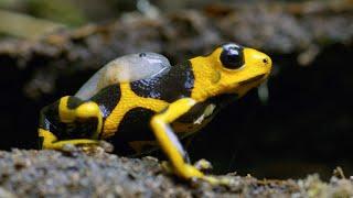 Being a Poison Dart Frog Parent is HARD | 4K UHD | Seven Worlds One Planet | BBC Earth